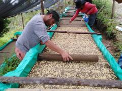 Café Sabor la Esperanza | CECOESPE