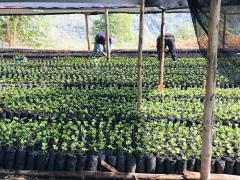 Semilleros para nuestro Café Sabor La Esperanza | CECOESPE