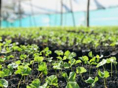 Semilleros para nuestro Café Sabor La Esperanza | CECOESPE