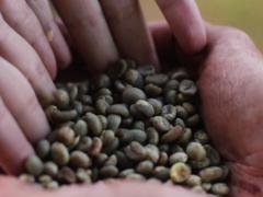 Café Sabor La Esperanza | CECOESPE