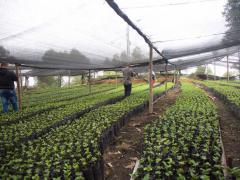 Semilleros para nuestro Café Sabor La Esperanza | CECOESPE