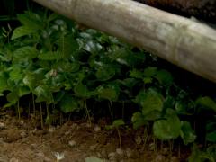 Chapola variedad Colombia