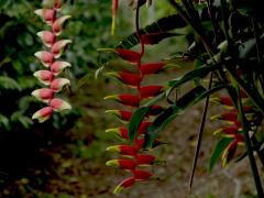 Heliconia 