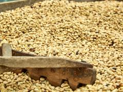 PERGAMINO EN PROCESO DE SECADO