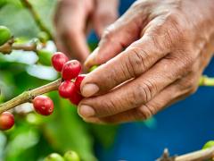 RECOLECCIÓN DEL GRANO