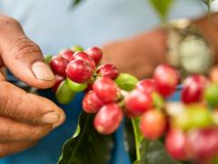 RECOLECCIÓN DE CAFÉ