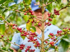 RECOLECTOR EN RECOLECCIÓN DEL GRANO