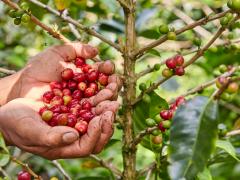 MANOS COMPROMETIDAS CON LA PAZ 