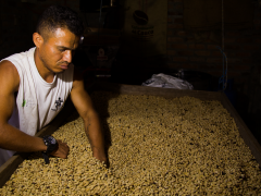 ADMINISTRADOR DE LA FINCA EN PROCESO DE SELECCIÓN DE PERGAMINO