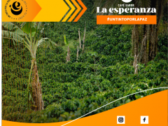 CULTIVO LAS VERANERAS